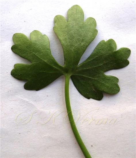 Basal leaf (Abaxial surface)
